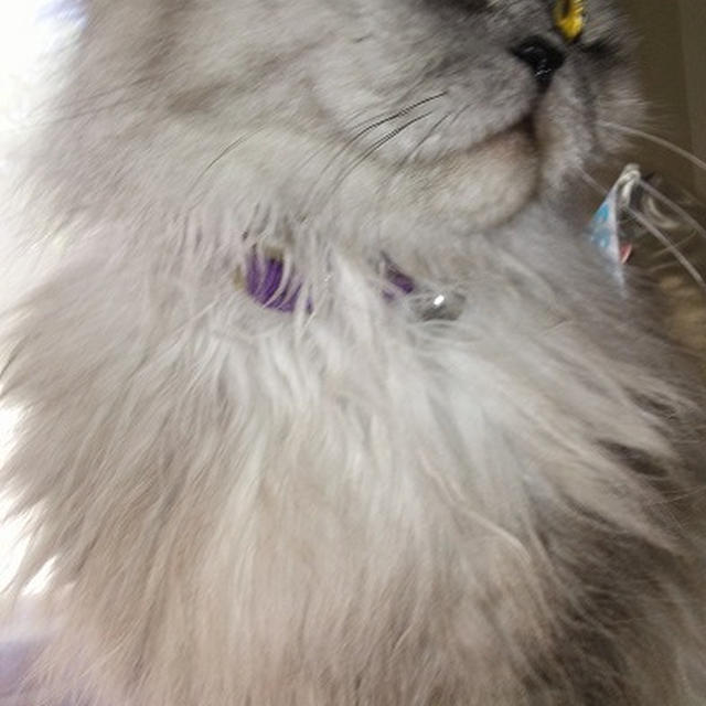 ハワイは明日が(=^・・^=)♪の日、2月22日