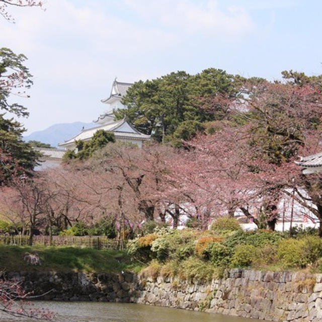 小田原城の桜
