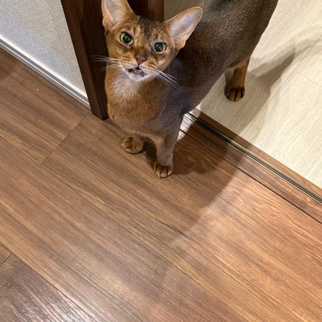 りすのフレーメン顔が見られた！ラッキー♪