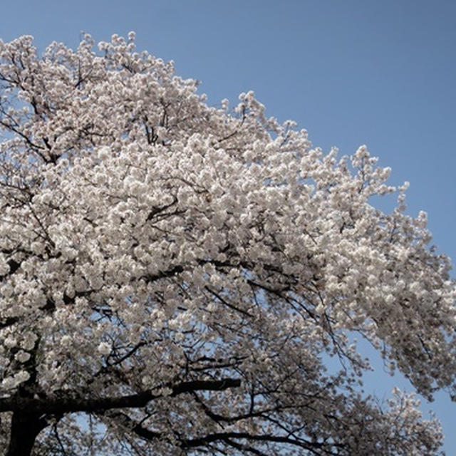 鹿の川沼公園の桜
