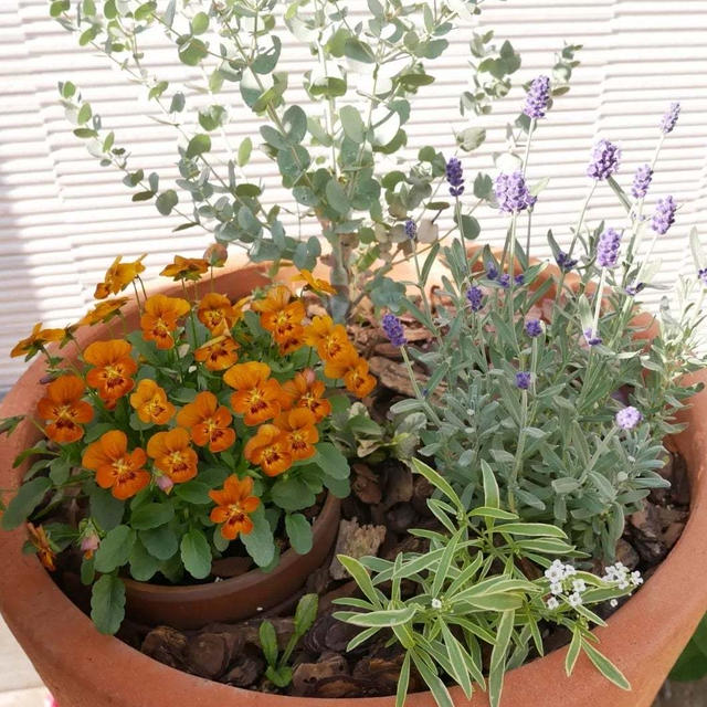 ユーカリの寄せ植えの完成！