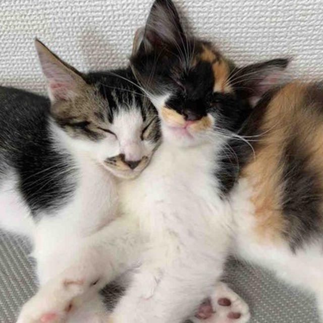 仕事初めと育猫ノイローゼ