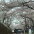 赤城南面千本桜