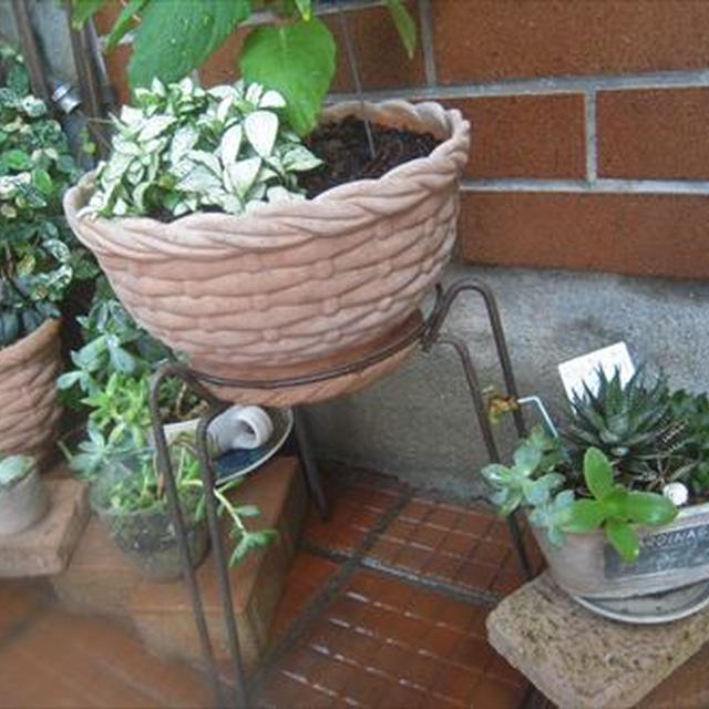 多肉植物、台風の後に配置を変えてみる。