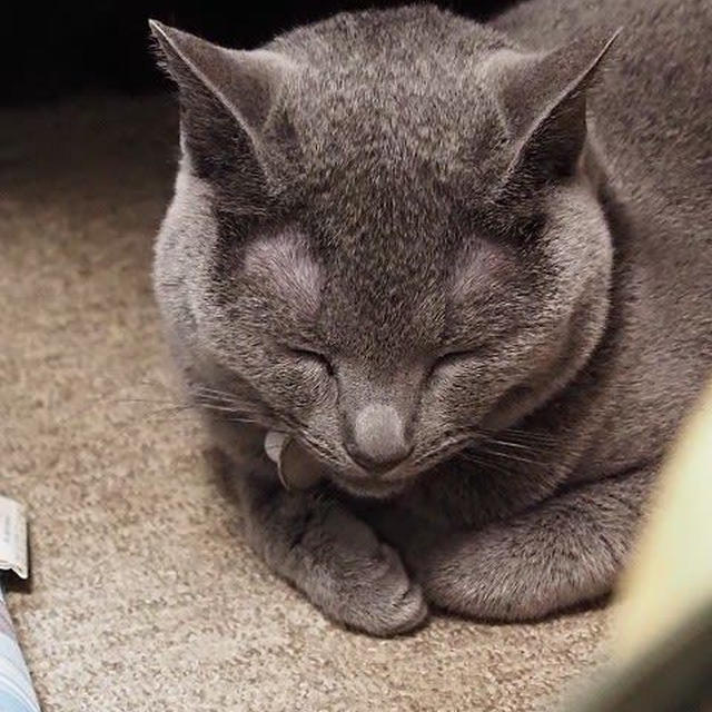 猫たちもお疲れみたいです