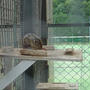高島平の動物園３