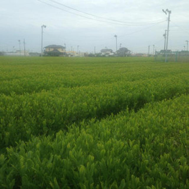 お茶畑ツアー　その１