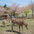 若草山と奈良公園#旅の思い出を語りたい