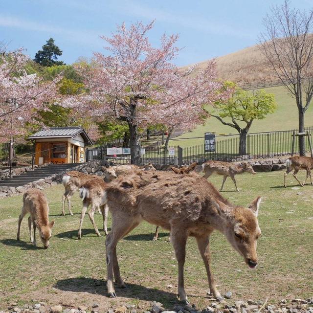 若草山と奈良公園#旅の思い出を語りたい