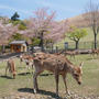 若草山と奈良公園#旅の思い出を語りたい