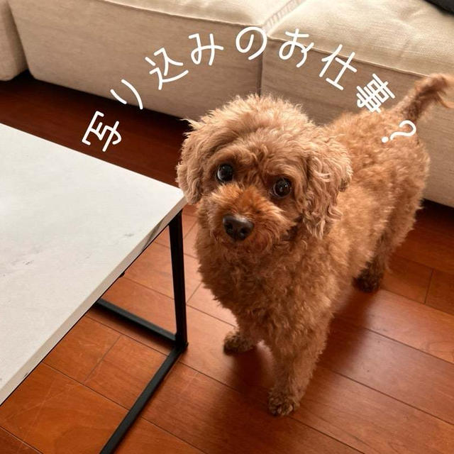 犬、無添加な歯磨きガム