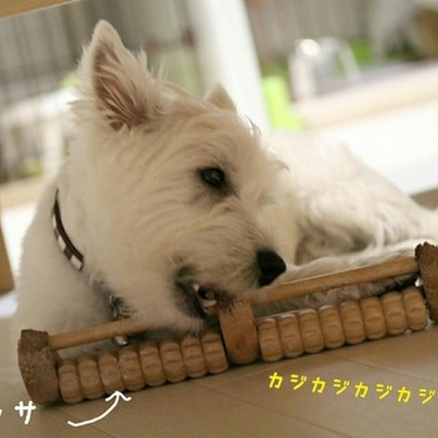カジカジの救世主！！？