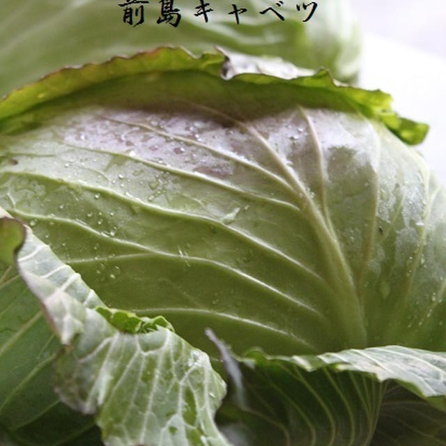 「前島 島おこしプロジェクト」　&　感動の「前島キャベツ」！！！