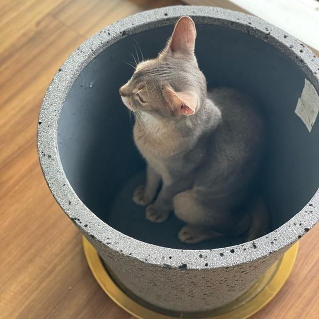 鉢カバー、奪われがち