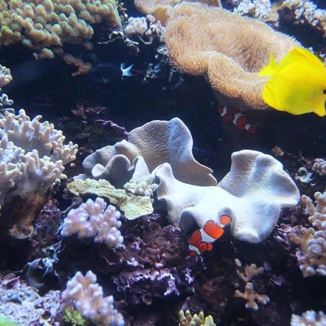 マリンピア日本海の熱帯魚たちにに心が癒されました♡
