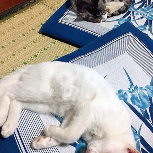 重たいニャン！(・Д・)