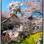 満開の桜