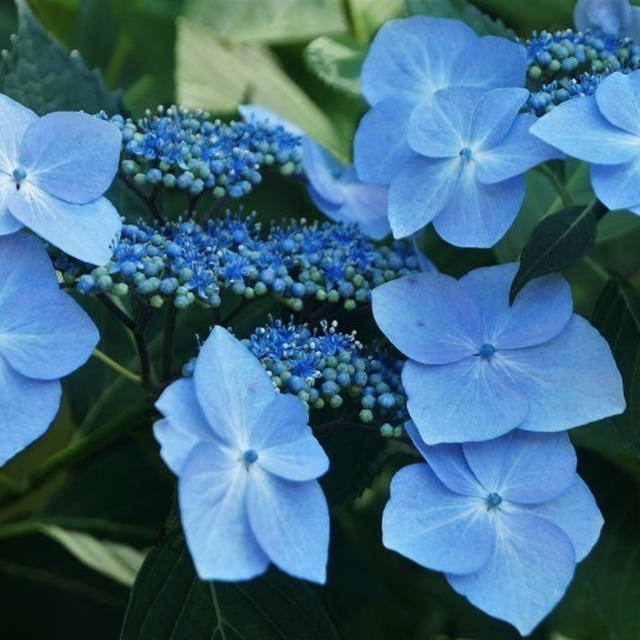 ◆ウォーキング【町田薬師池公園③】 紫陽花／古民家／ちょいランチ／大賀蓮は未だでした(;'∀')