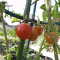 秋トマト１０月収穫♪☆色づかない青トマト