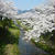 桜の季節＊