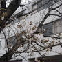 桜、サクラソウ、ユキヤナギ、菜の花、鹿の・・・