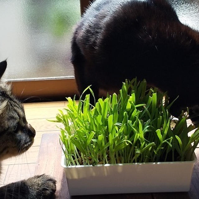 猫草タイム