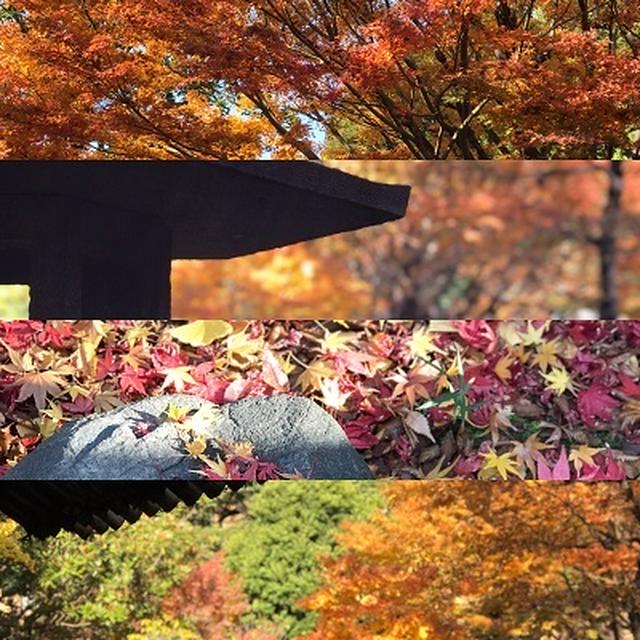秋の紅葉散歩♡自然と楽しむカフェタイム