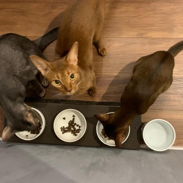 隣の畑がよく見えちゃうネコさんは、だーれだ。　（おまけ：ねこのフード候補）