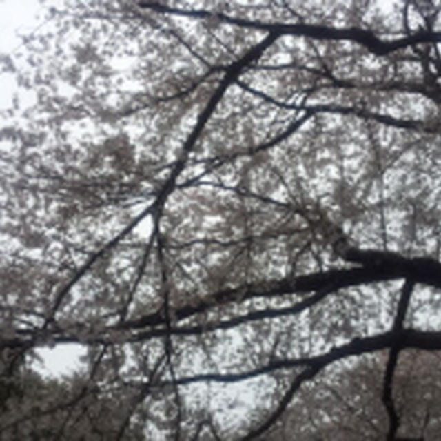 お花見