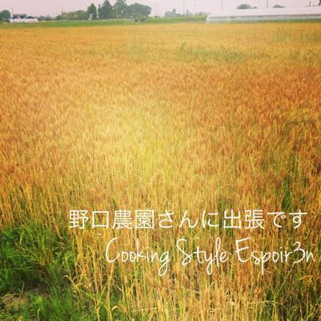 野口農園さんの小麦収穫も間近です。