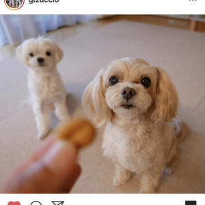 犬の食レポ すっごいサクサクのパイナップルクッキー 手作り犬おやつ By 犬ごはん先生 いちかわあやこさん レシピブログ 料理ブログのレシピ満載