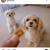 犬の食レポ：すっごいサクサクのパイナップルクッキー（手作り犬おやつ）
