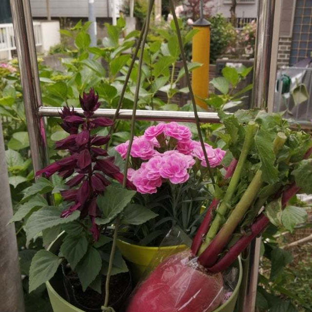 母の日プレゼントで寄せ植えチャレンジ(オール農協(^o^)／)