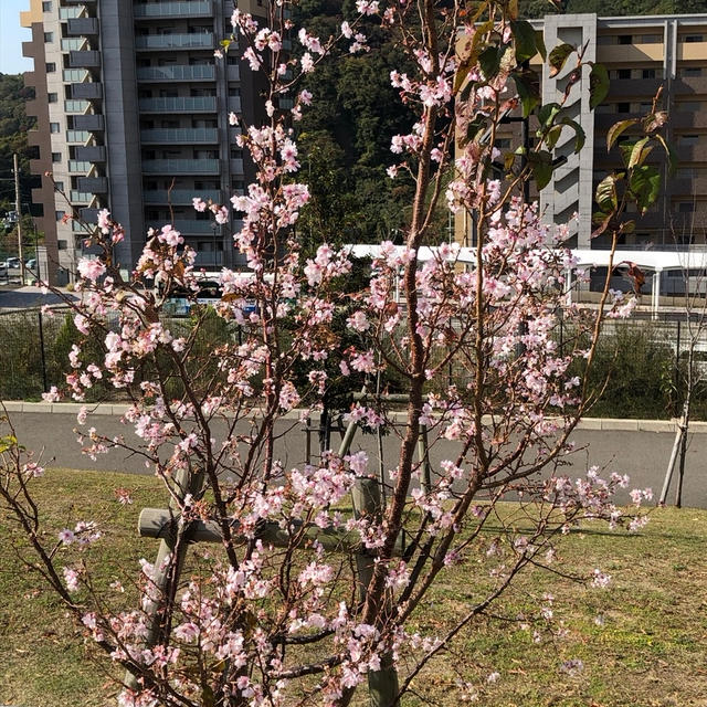桜咲いてたよ