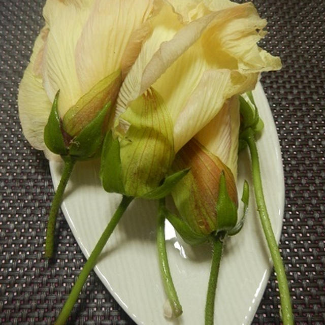 オクラの花