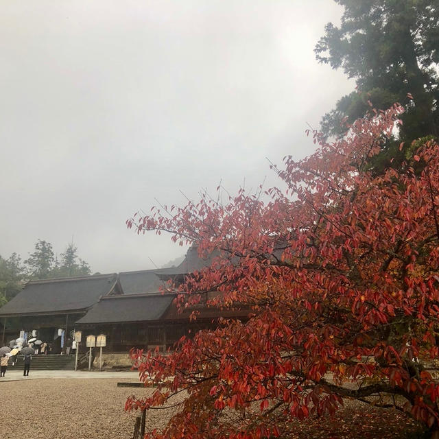 出雲大社　11月7日　雨だけど秋を感じました