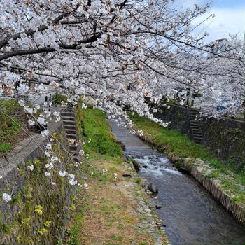 一の坂川の桜満開　　　孫とるるの守りへ　　　食事の事