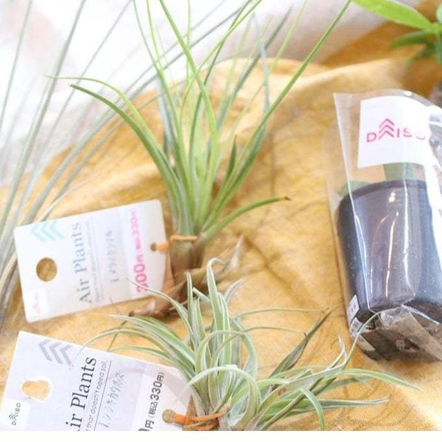 ダイソーの”エアープランツ”で観葉植物を気軽に楽しむ！種類豊富なグリーンインテリア4選！