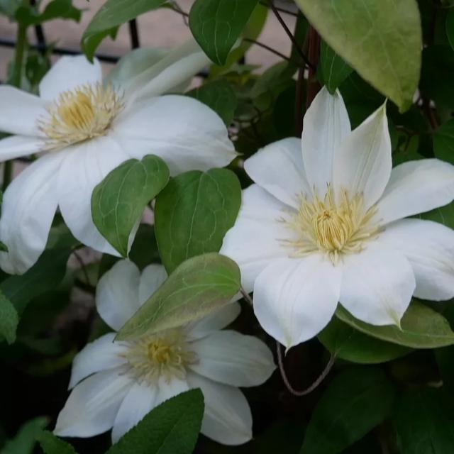 白いテッセンの花2022