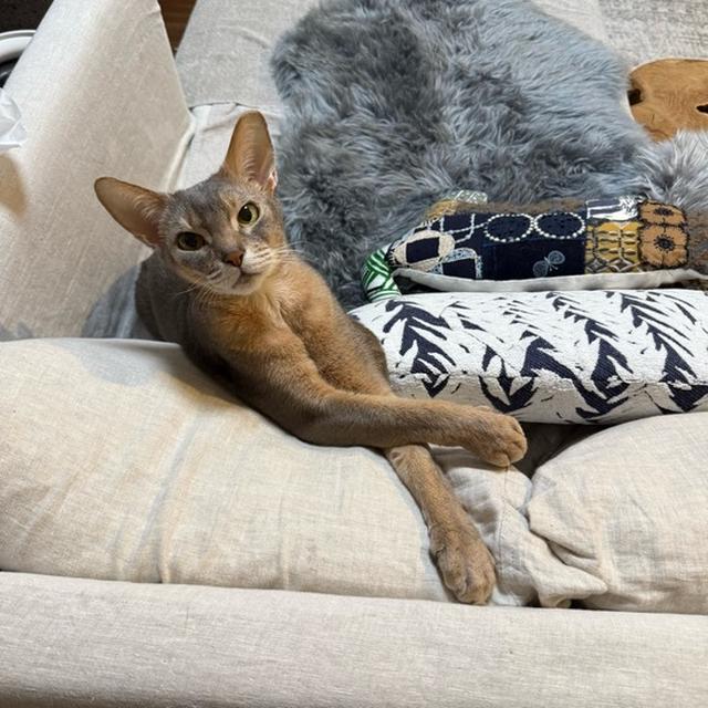 おとの様のお遊び