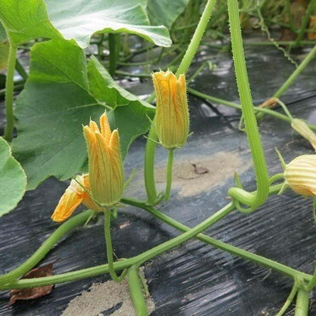 花ズッキーニの食べ方