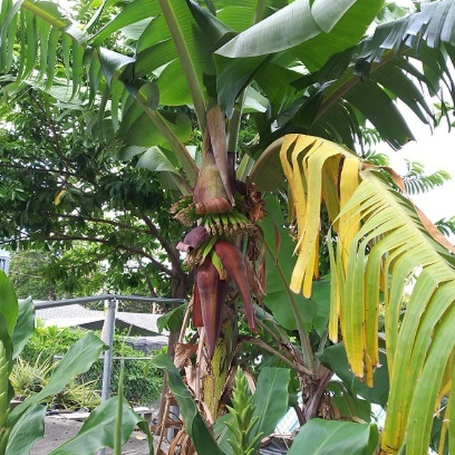 お庭のバナナの木♪(=^・・^=)♡