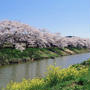 毎日ちょこっとお花見しながら