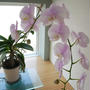 胡蝶蘭の花2023、最近撮った写真#ameba写真部