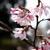 お花見と、かめろん