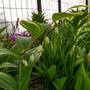 ナルコユリの花2023、最近撮った写真#ameba写真部