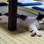涼しい場所はニャンコに聞け