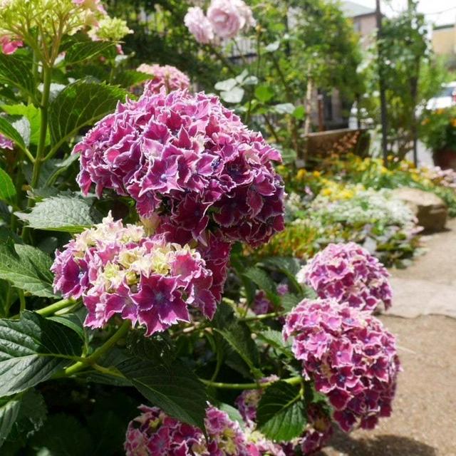 紫の紫陽花2023、最近撮った写真#ameba写真部