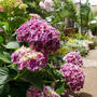 紫の紫陽花2023、最近撮った写真#ameba写真部