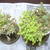 植物の大掃除